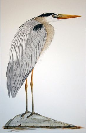 great blue heron 2014 deborah macdonald 10 1000 1000 80